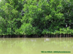 Hutan mangrove...