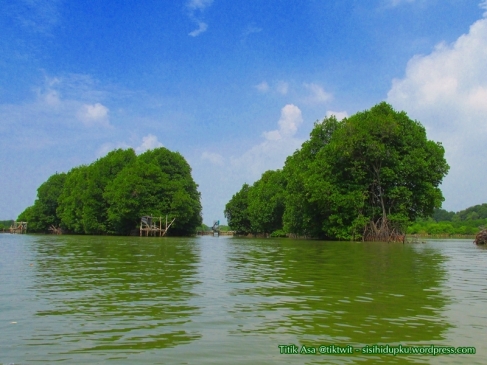 Hutan mangrove_2